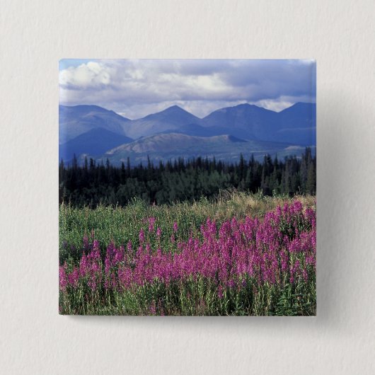 Nordamerika, Kanada, Yukon. Blüten Button (Vorderseite)