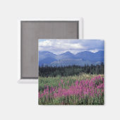 Nordamerika, Kanada, Yukon. Blüten Magnet (Vorderseite/Rückseite)