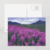 Nordamerika, Kanada, Yukon. Blüten Postkarte (Vorne/Hinten)