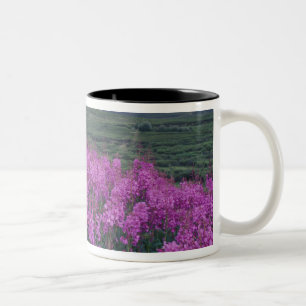 Nordamerika, Kanada, Yukon. Blüten Zweifarbige Tasse