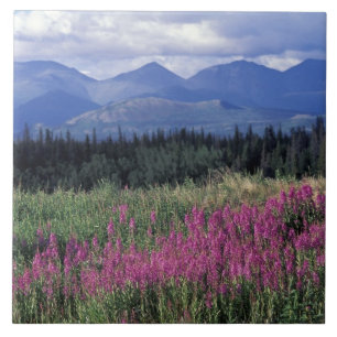 Nordamerika, Kanada, Yukon. Feuerkraut blüht Fliese