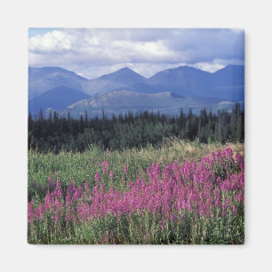 Nordamerika, Kanada, Yukon. Feuerkraut blüht Magnet