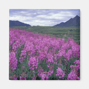 Nordamerika, Kanada, Yukon. Feuerkraut blüht Magnet