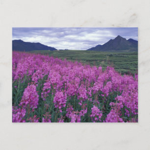 Nordamerika, Kanada, Yukon. Feuerkraut blüht Postkarte