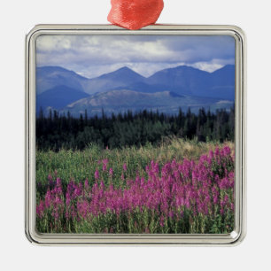 Nordamerika, Kanada, Yukon. Feuerkraut blüht Silbernes Ornament