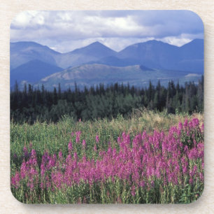 Nordamerika, Kanada, Yukon. Feuerkraut blüht Untersetzer