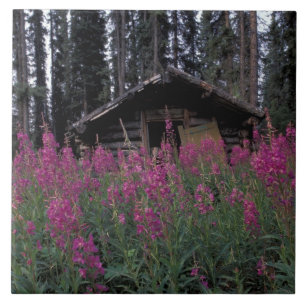 Nordamerika, Kanada, Yukon. Verlassene Fallenstell Fliese