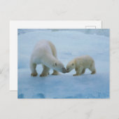 Nordamerika, Kanadische Arktis. Eisbär Postkarte (Vorne/Hinten)