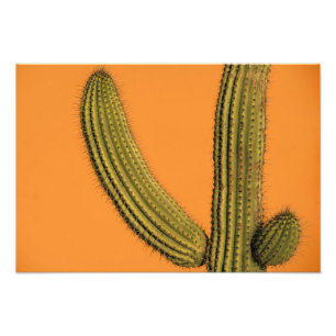 Nordamerika, Mexiko, Baja California, Cabo Fotodruck