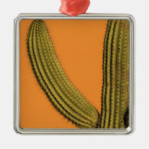Nordamerika, Mexiko, Baja California, Cabo Silbernes Ornament