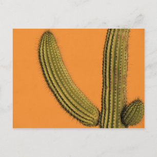 Nordamerika, Mexiko, Baja, Kalifornien, Cabo Postkarte