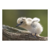 Nordamerika, Nordwesthawaiianische Inseln, 2 Fotodruck (Vorne)