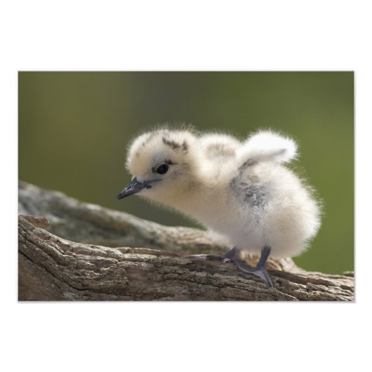 Nordamerika, Nordwesthawaiianische Inseln, 2 Fotodruck (Vorne)