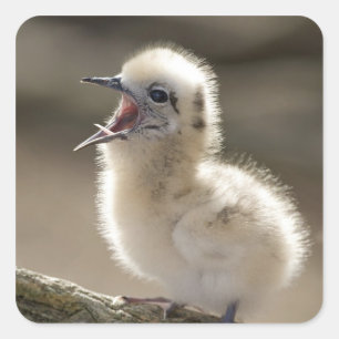 Nordamerika, nordwestliche hawaiische Inseln, Quadratischer Aufkleber