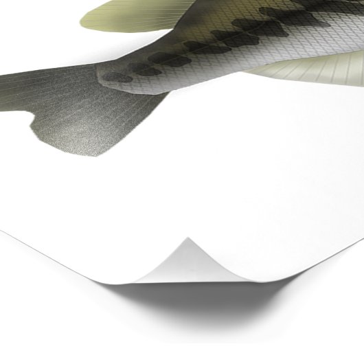 Nordamerika Sunfish Group Fotodruck (Ecke)