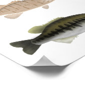 Nordamerika Sunfish Group Poster (Ecke)