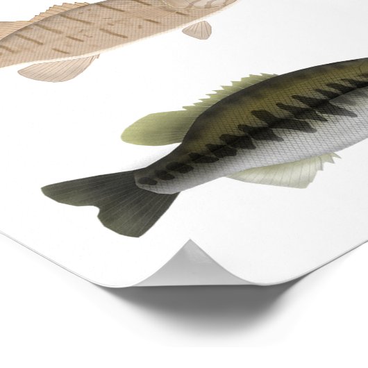 Nordamerika Sunfish Group Poster (Ecke)