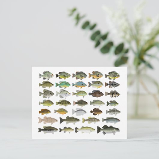 Nordamerika Sunfish Group Postkarte (Stehend Vorderseite)