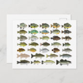 Nordamerika Sunfish Group Postkarte (Vorne/Hinten)