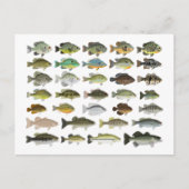 Nordamerika Sunfish Group Postkarte (Vorderseite)