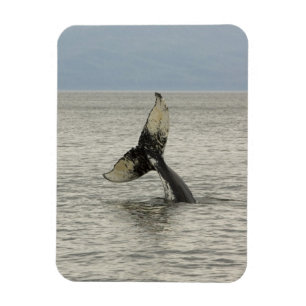 Nordamerika, USA, AK, Inside Passage. Buckelwal Magnet