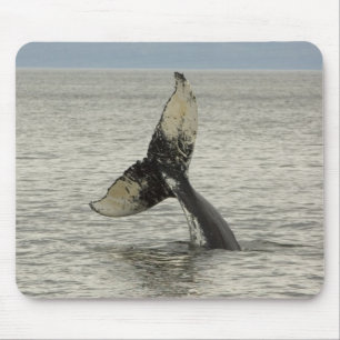 Nordamerika, USA, AK, Inside Passage. Buckelwal Mousepad