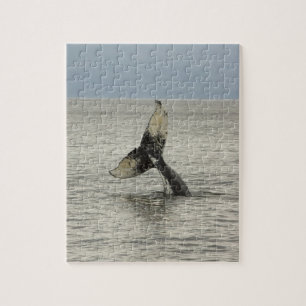 Nordamerika, USA, AK, Inside Passage. Buckelwal Puzzle