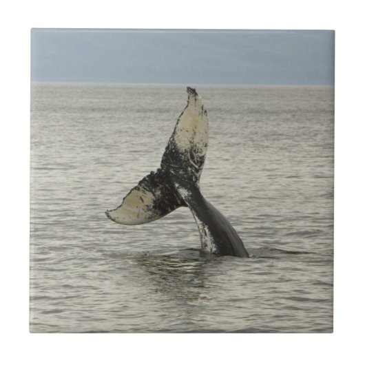 Nordamerika, USA, AK, Inside Passage. Humpback Fliese (Vorderseite)
