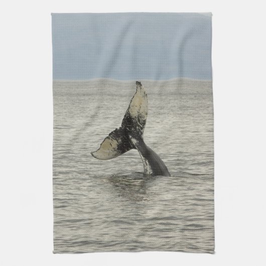 Nordamerika, USA, AK, Inside Passage. Humpback Handtuch (Vertikal)