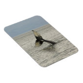 Nordamerika, USA, AK, Inside Passage. Humpback Magnet (Rechte Seite)
