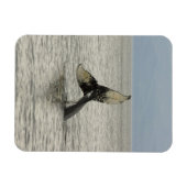 Nordamerika, USA, AK, Inside Passage. Humpback Magnet (Horizontal)