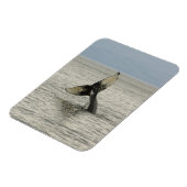 Nordamerika, USA, AK, Inside Passage. Humpback Magnet (Linke Seite)