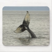 Nordamerika, USA, AK, Inside Passage. Humpback Mousepad (Vorne)