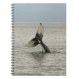 Nordamerika, USA, AK, Inside Passage. Humpback Notizblock