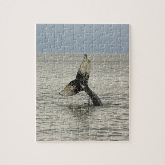 Nordamerika, USA, AK, Inside Passage. Humpback Puzzle (Vertikal)