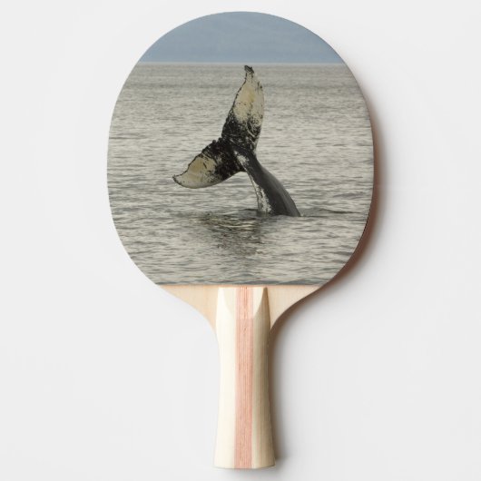 Nordamerika, USA, AK, Inside Passage. Humpback Tischtennis Schläger (Vorderseite)