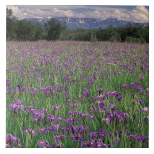 Nordamerika, USA, Alaska, Anchorage, Eklutna Fliese (Vorderseite)