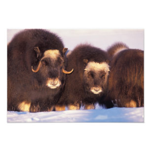 Nordamerika, USA, Alaska, Arktischer Kreis, Fotodruck