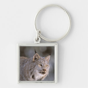 Nordamerika, USA, Alaska, Haines. Luchs (Felis l Schlüsselanhänger