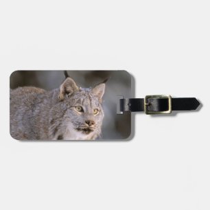 Nordamerika, USA, Alaska, Haines. Luchs (Felis lyn Gepäckanhänger
