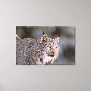 Nordamerika, USA, Alaska, Haines. Luchs (Felis lyn Leinwanddruck