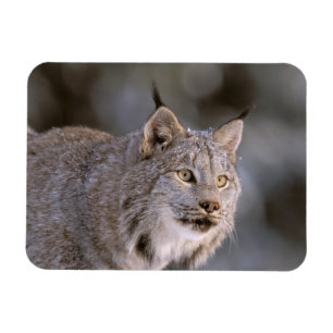 Nordamerika, USA, Alaska, Haines. Luchs (Felis lyn Magnet
