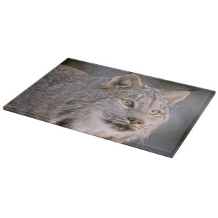Nordamerika, USA, Alaska, Haines. Luchs (Felis lyn Schneidebrett