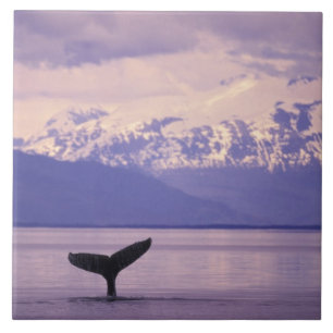 Nordamerika, USA, Alaska, Inside Passage. Fliese