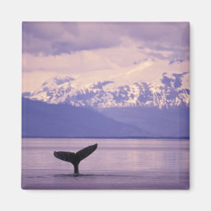 Nordamerika, USA, Alaska, Inside Passage. Magnet