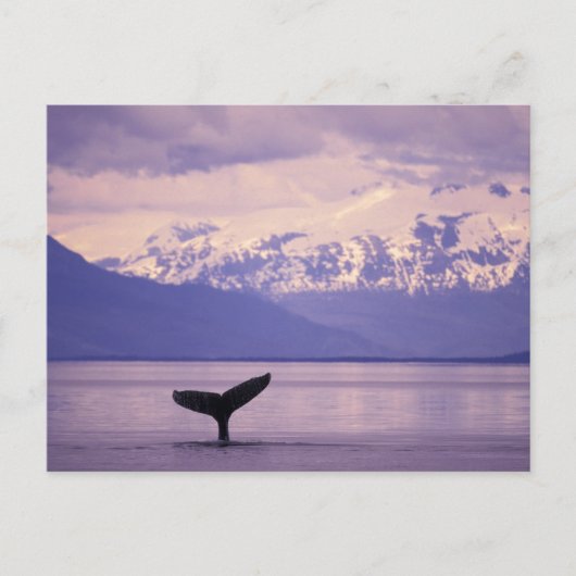 Nordamerika, USA, Alaska, Inside Passage. Postkarte (Vorderseite)