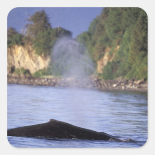 Nordamerika, USA, Alaska, Inside Passage. Quadratischer Aufkleber