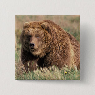 Nordamerika, USA, Alaska, Kodiak-Insel, Button