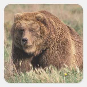 Nordamerika, USA, Alaska, Kodiak-Insel, Quadratischer Aufkleber