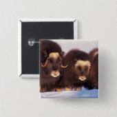 Nordamerika, USA, Alaska, Polarkreis, Button (Vorne & Hinten)